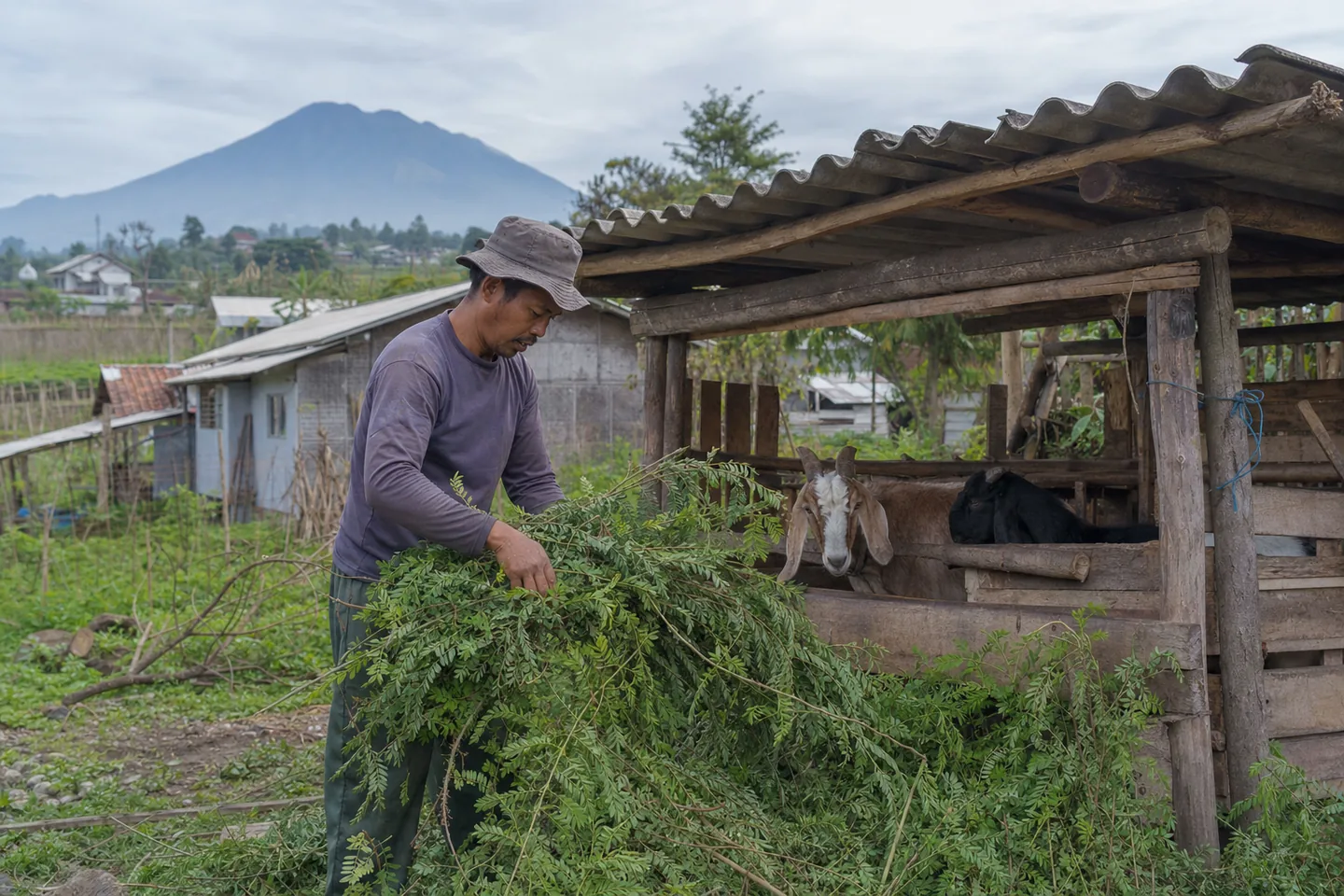 A goat keeper arranging freshly harvested forage beside a small village goat shed in Central Java